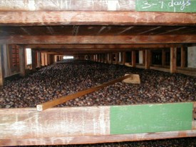 Nutmegs on the drying rack