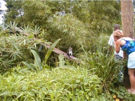 Mona monkeys living wild