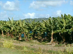 Banana Plantations