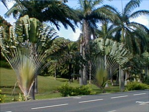 Beautiful Traveller Palms