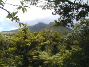 View up through the rain forest on the way to Mt. Pelee
