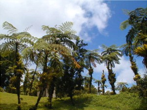 Australian Tree Ferns up on Mt. Pelee