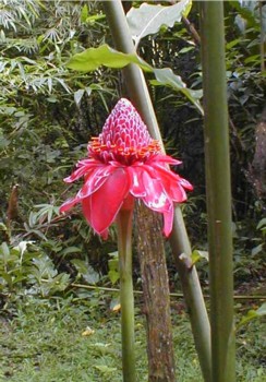 Fantastic flower seen on our hike through Asa Wright