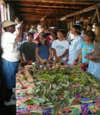 Explanation of the various herbs & spices cultivated in Grenada