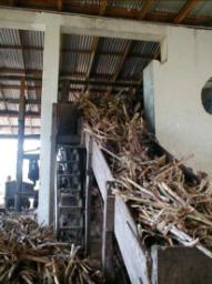 Sugar Cane being crushed for the Rum Distillary
