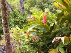 Beautiful Ginger plants