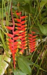 Heliconia