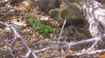 Green Lizard/Iguana