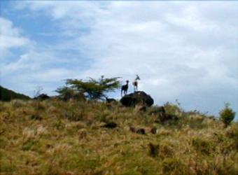 Check out the goats up on the hill