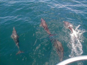 Dolphins! Lots of dolphins