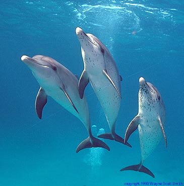 Dolphins in a small pod