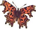 Comma butterfly
